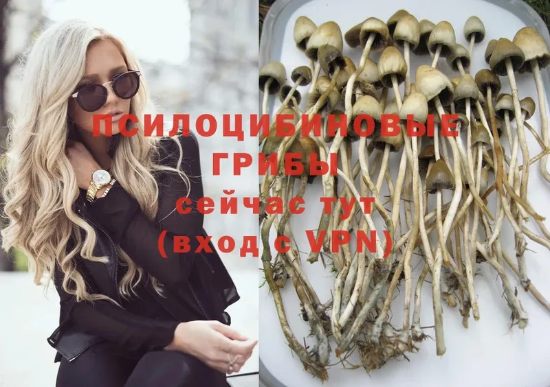 Галлюциногенные грибы Magic Shrooms  как найти закладки  Терек 